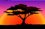 50 Lions Baobab