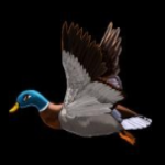 Duck Shooter Canard colvert