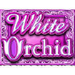 White Orchid Wild